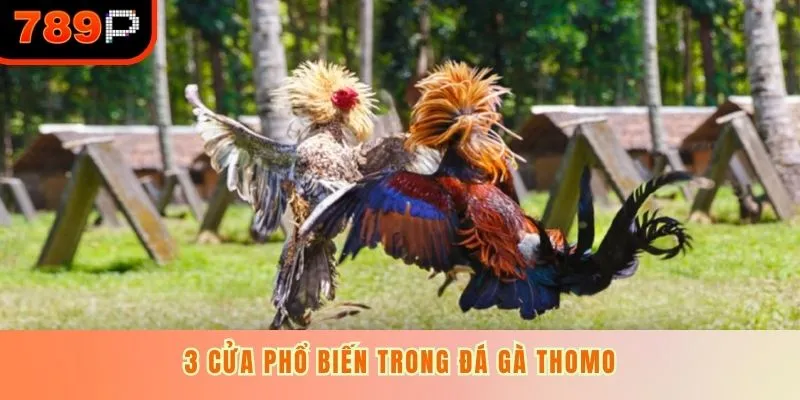 3 cửa phổ biến trong đá gà Thomo