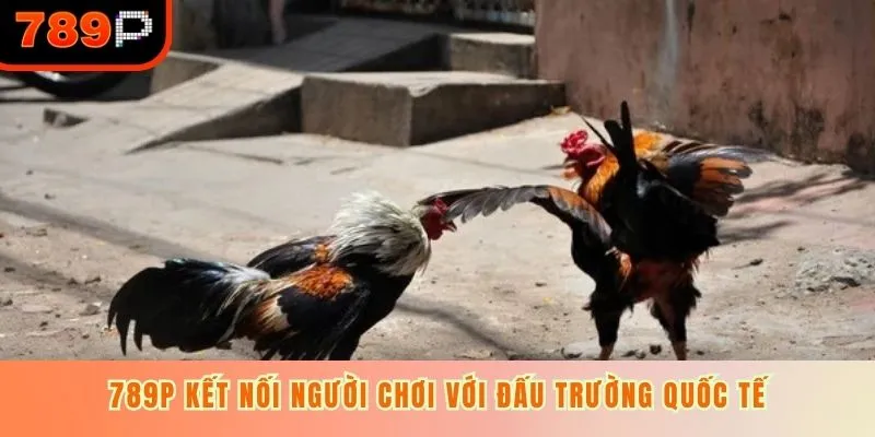 789P kết nối người chơi với đấu trường quốc tế