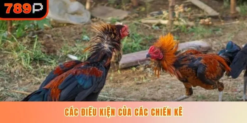 Các điều kiện của các chiến kê