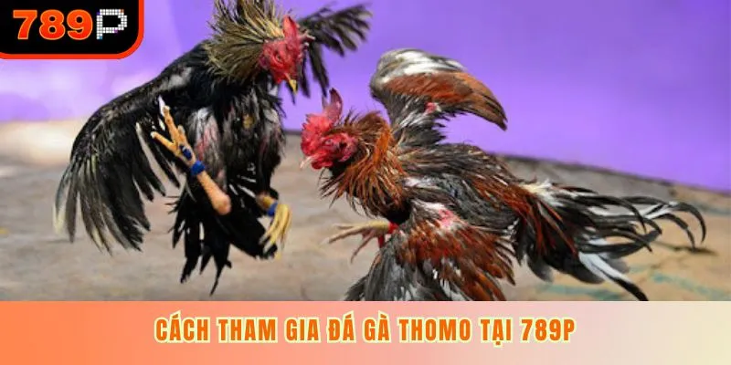Cách tham gia đá gà Thomo tại sân 789P