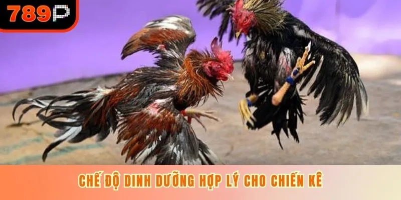Dinh dưỡng hợp lý cho chiến kê