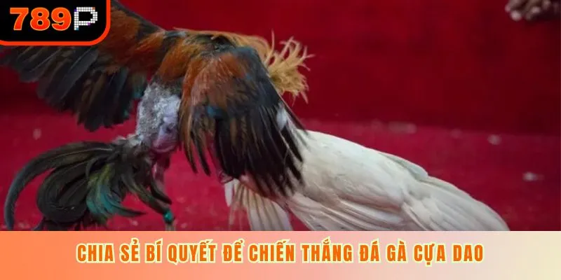 Chia sẻ bí quyết để chiến thắng đá gà cựa dao