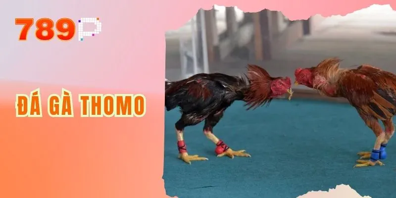 Đá Gà Thomo Và Những Điều Cần Nắm Trước Khi Tham Gia