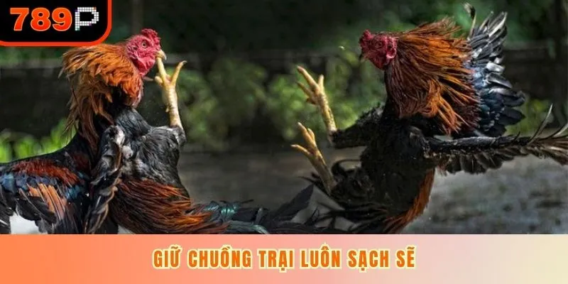 Giữ chuồng trại luôn sạch sẽ