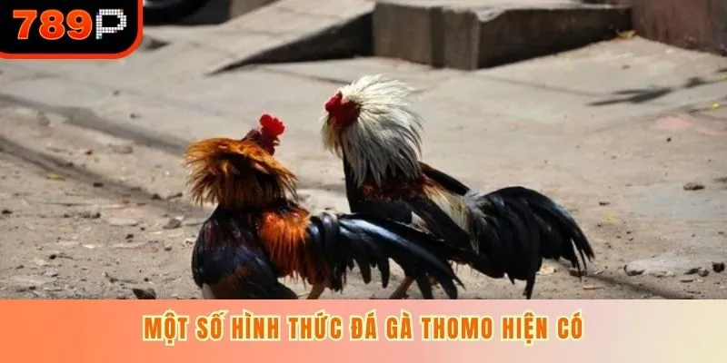 Một số hình thức đá gà Thomo hiện có