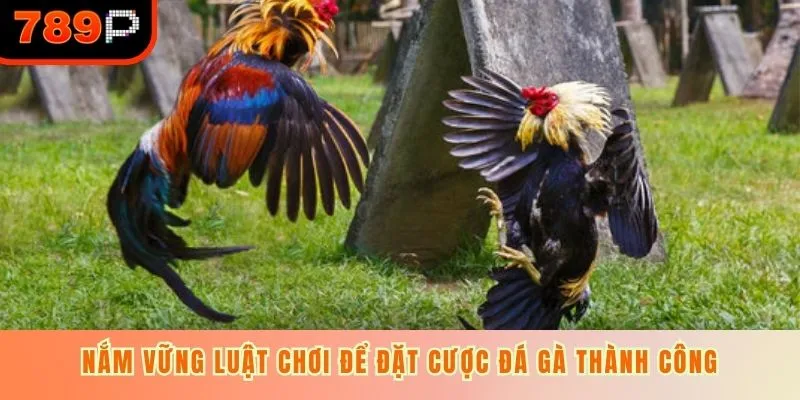 Nắm vững luật chơi để đặt cược đá gà thành công