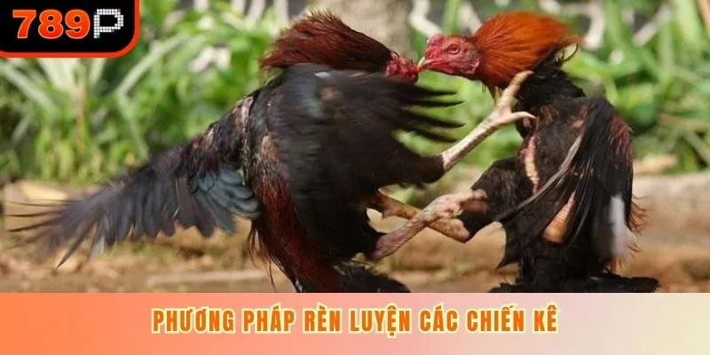 Phương pháp rèn luyện chiến kê