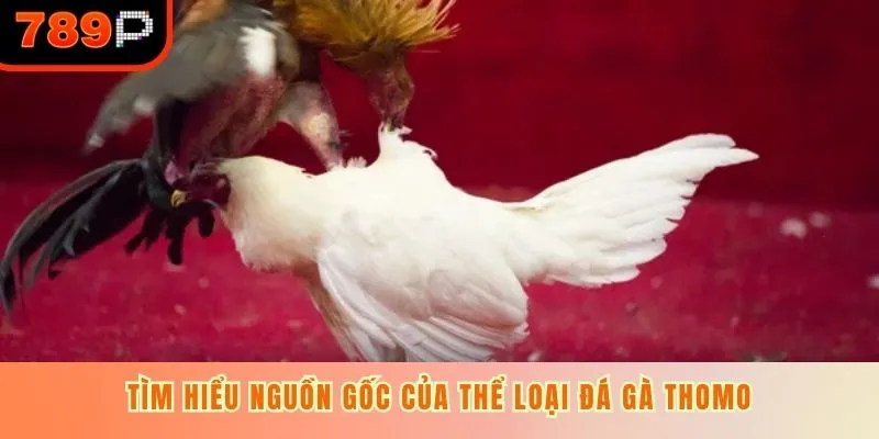 Tìm hiểu nguồn gốc của thể loại đá gà Thomo
